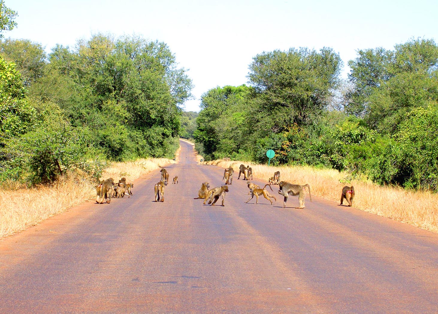 Kruger - Sixteen Baboons in Road.jpg